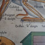 School poster on both sides anatomy insectivores and rabbit. MDI.1964