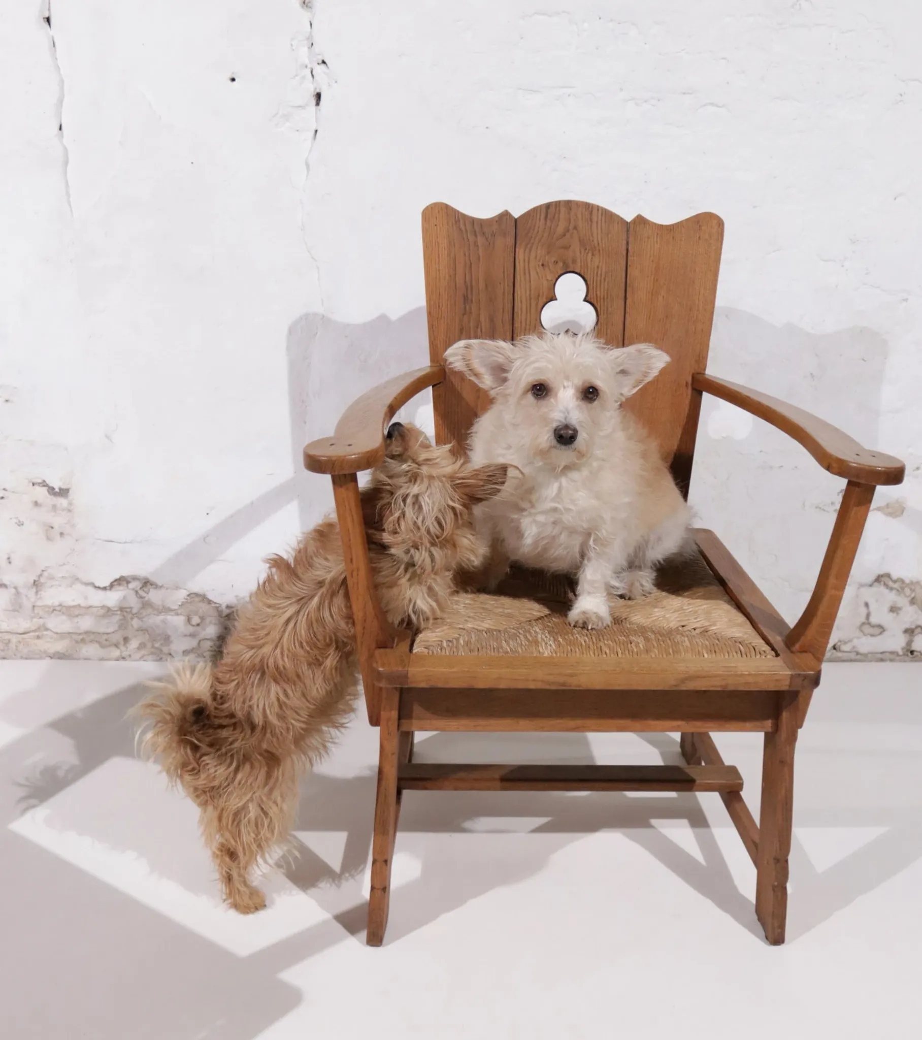 Pair of brutalist oak throne chairs with rush seats – Netherlands, 1930s