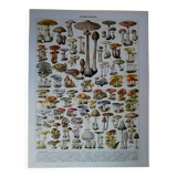 Original lithograph on mushrooms