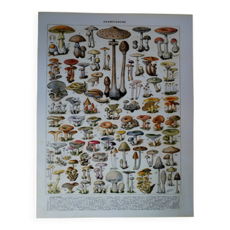 Original lithograph on mushrooms