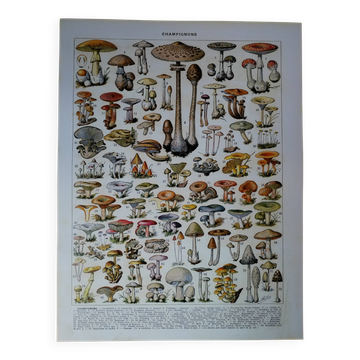 Original lithograph on mushrooms