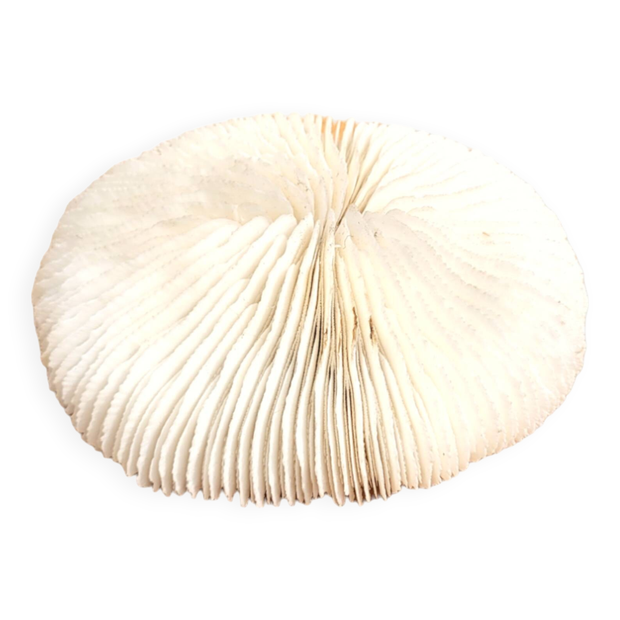 Ancient Coral Fungia or Shark Cushion