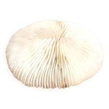 Ancient Coral Fungia or Shark Cushion