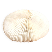 Ancient Coral Fungia or Shark Cushion