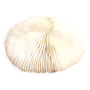 Ancient Coral Fungia or Shark Cushion