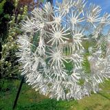 Dandelion pendant light