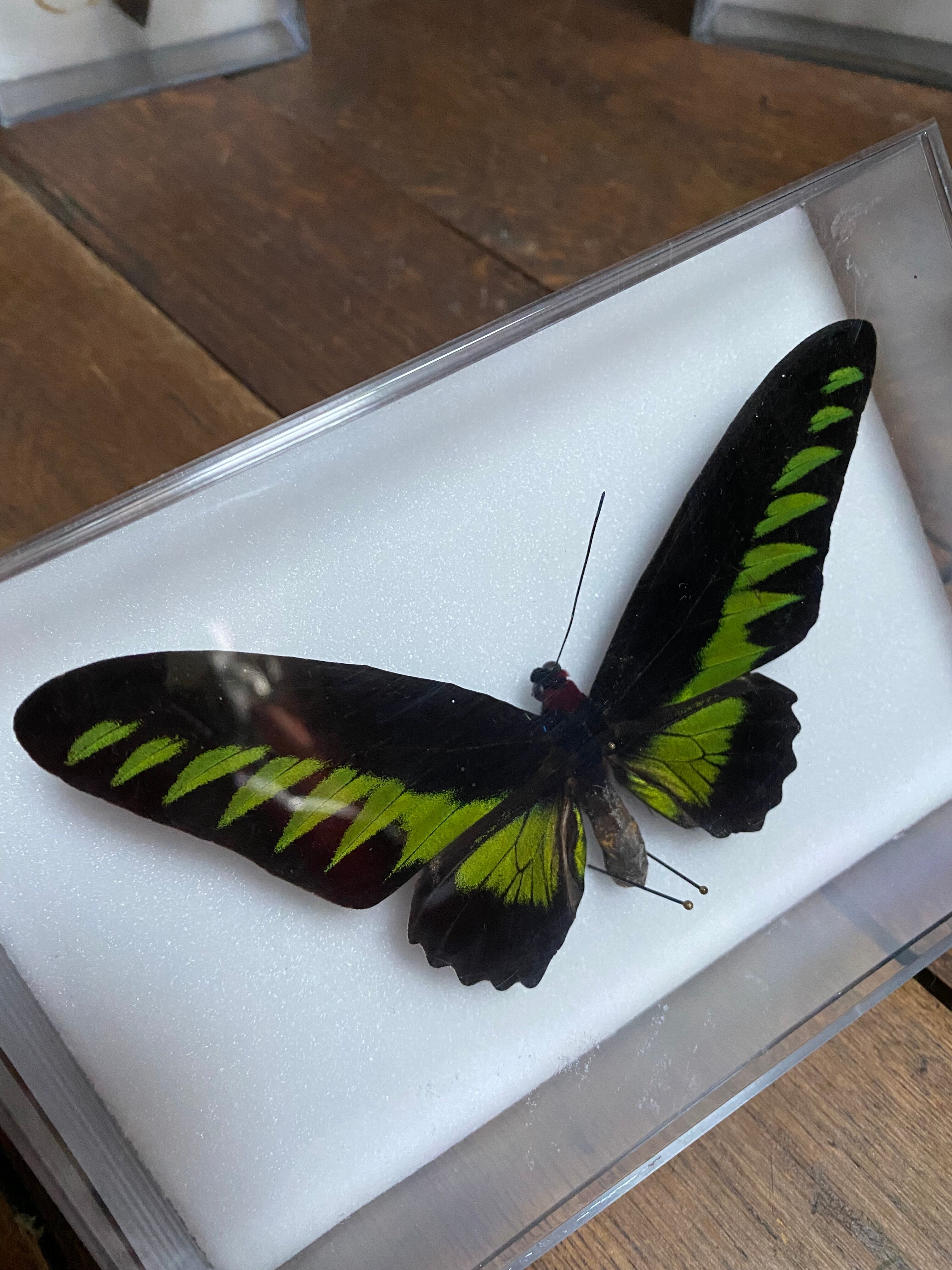 Lot of naturalized butterflies entomologist plexiglass boxes