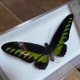 Lot of naturalized butterflies entomologist plexiglass boxes