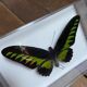 Lot de papillons naturalisés boîtes plexiglass entomologiste
