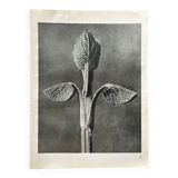 Original heliogravure 1942 n.90, Karl Blossfeldt
