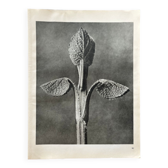 Heliogravure originale 1942 n.90, Karl Blossfeldt