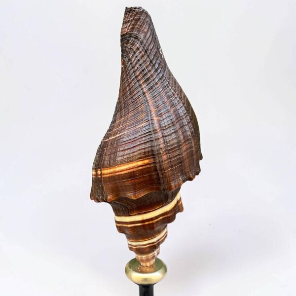 Ancien coquillage sur socle en bois tourné en bois tourné noir fin xixe
