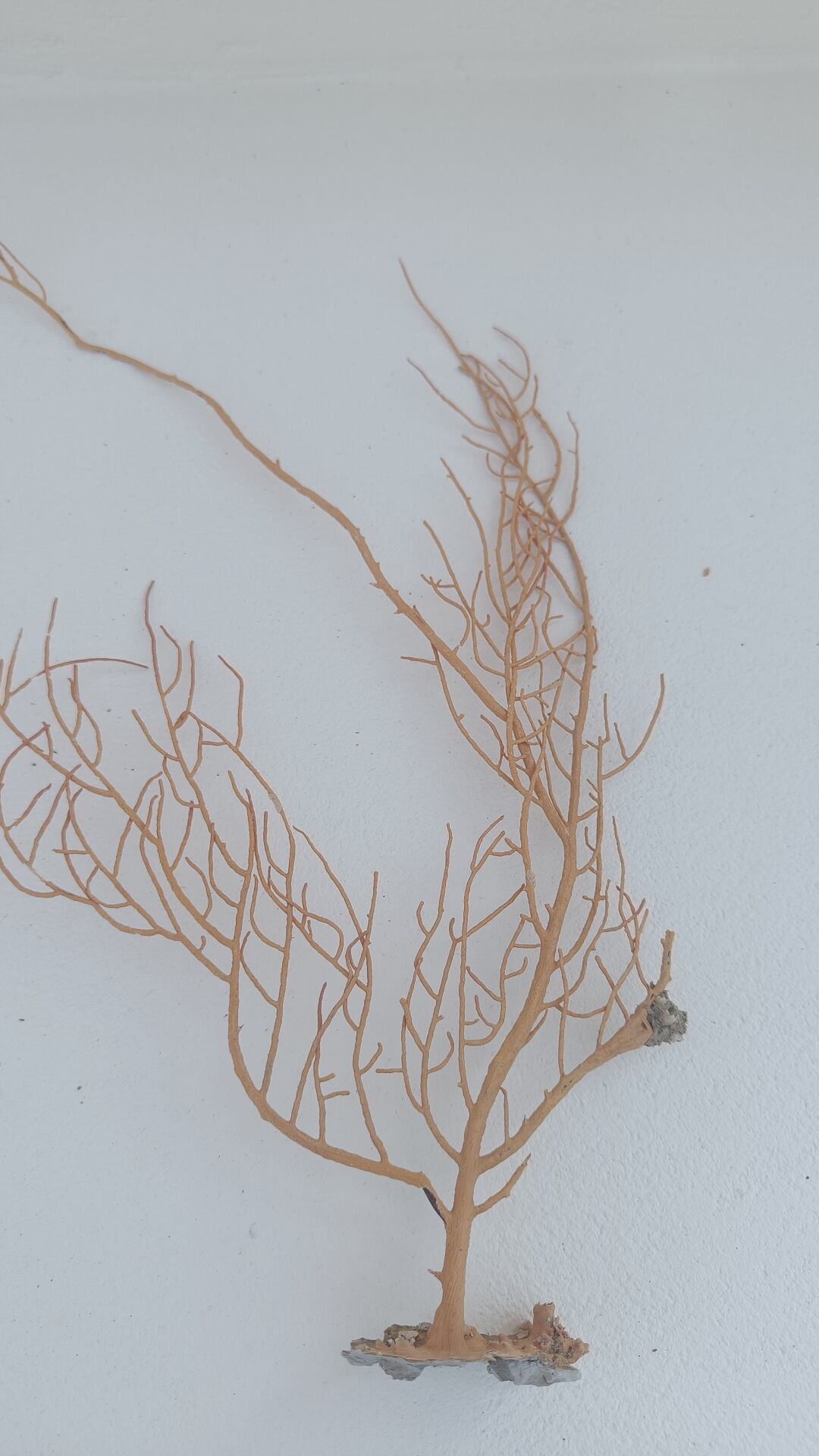Gorgonian coral