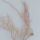 Gorgonian coral