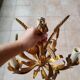 Golden lustre