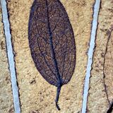 Table basse ronde  herbier - Roger Capron