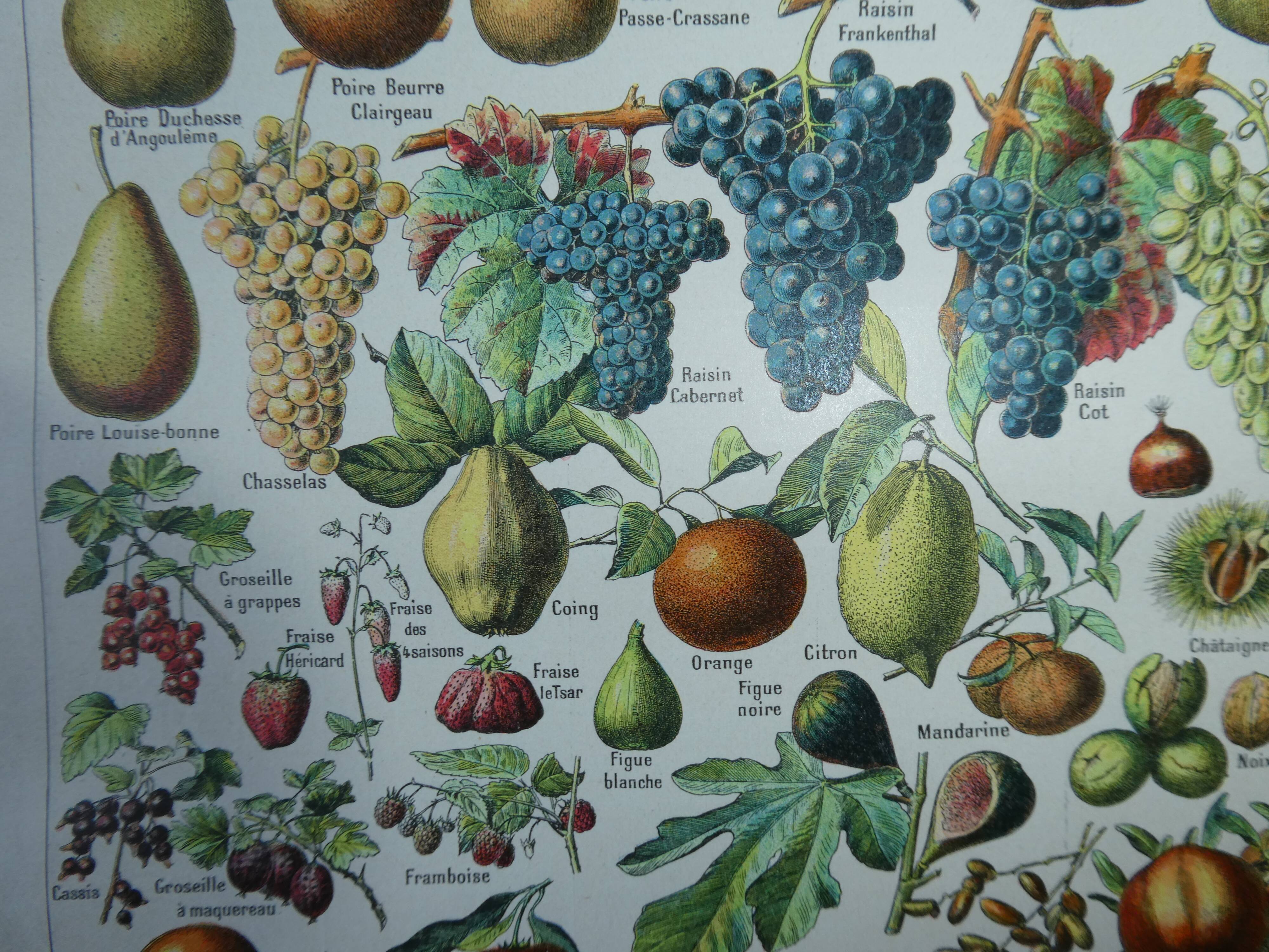Lithograph, engraving on fruits from 1905