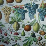 Lithograph, engraving on fruits from 1905