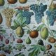 Lithograph, engraving on fruits from 1905