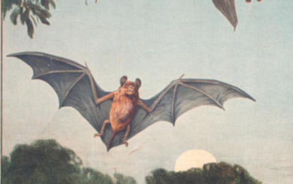 Affiche ''Chauve-souris'' rare tableau éducatif lithographie 1914