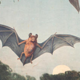Affiche "Chauve-souris" rare tableau éducatif lithographie 1914