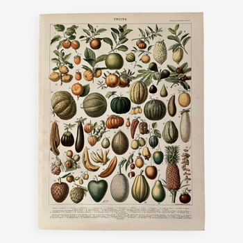 Lithographie sur les fruits (abricot) - 1900