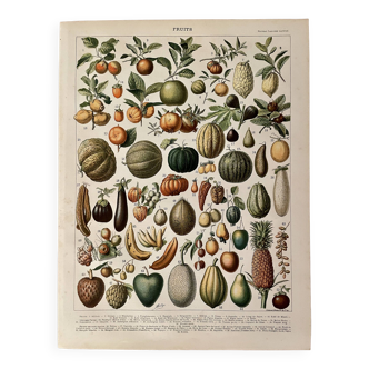 Lithographie sur les fruits (abricot) - 1900