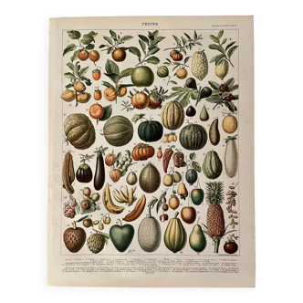 Lithograph on fruits (apricot) - 1900