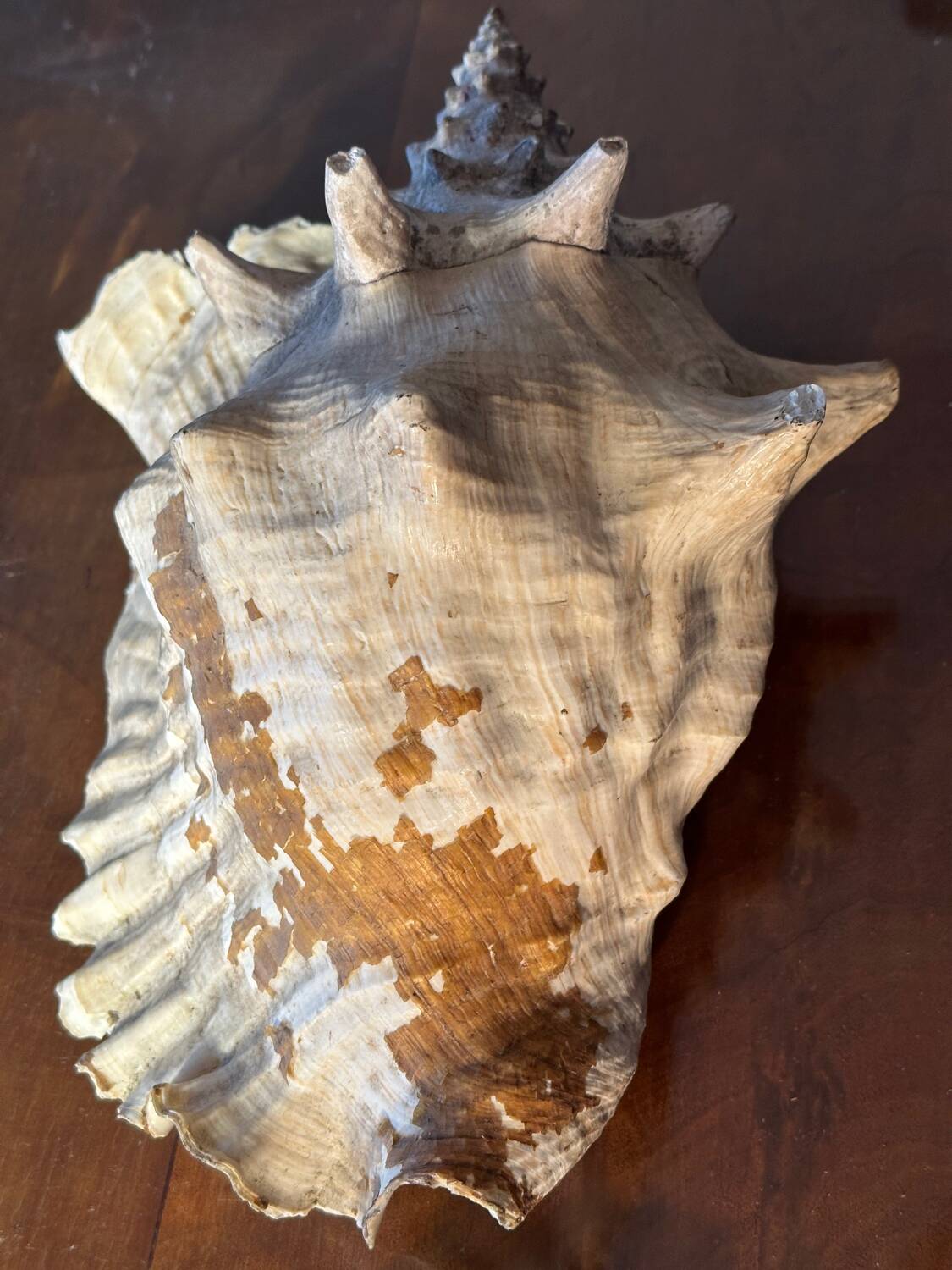Lot of 8 old collectible shells - cabinet of curiosity