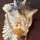 Lot of 8 old collectible shells - cabinet of curiosity