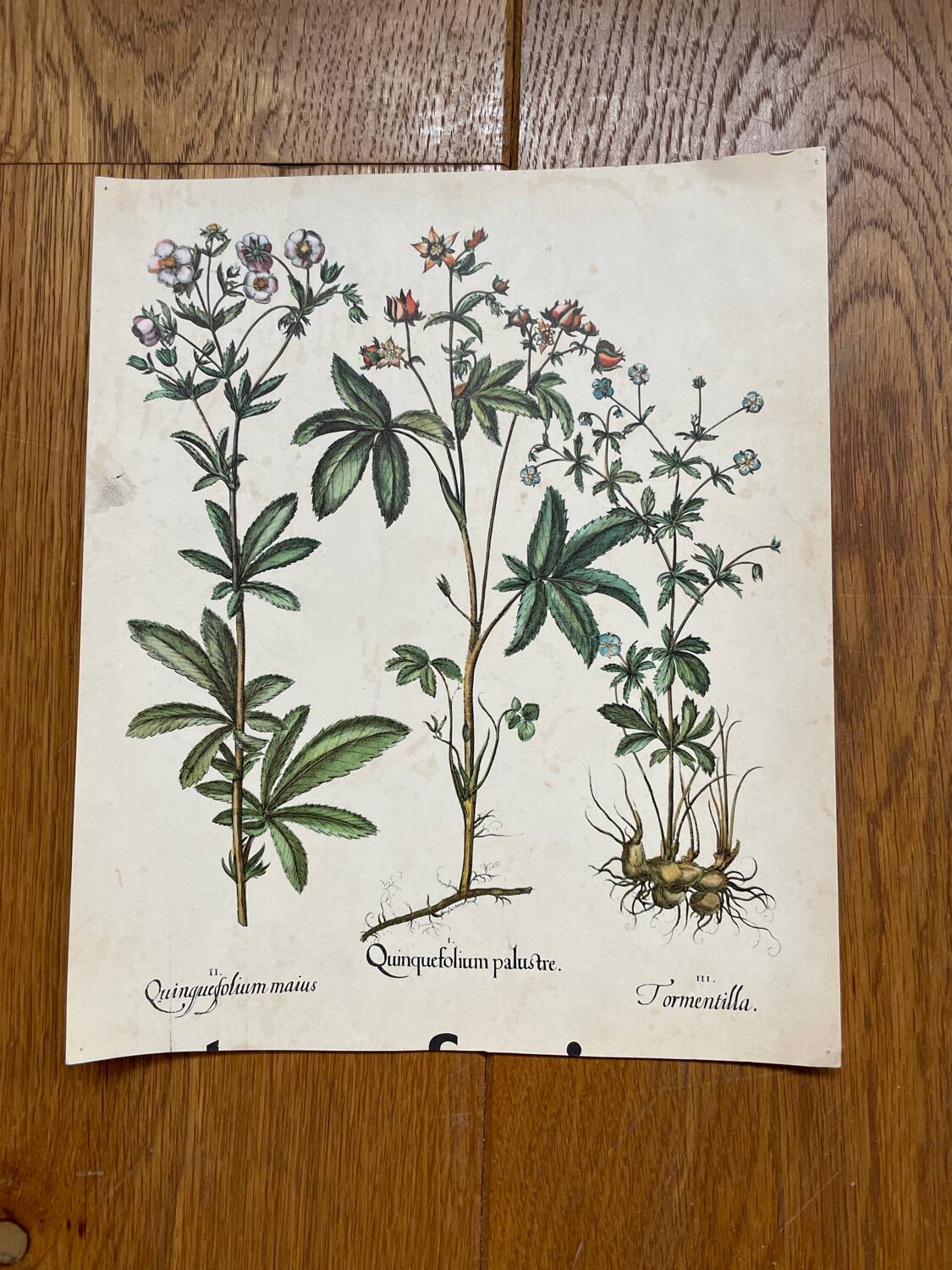 Set of 4 old plant engravings