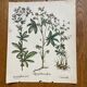 Set of 4 old plant engravings