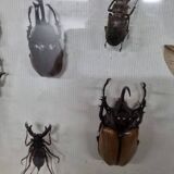 Boîte d'entomologie d'insectes