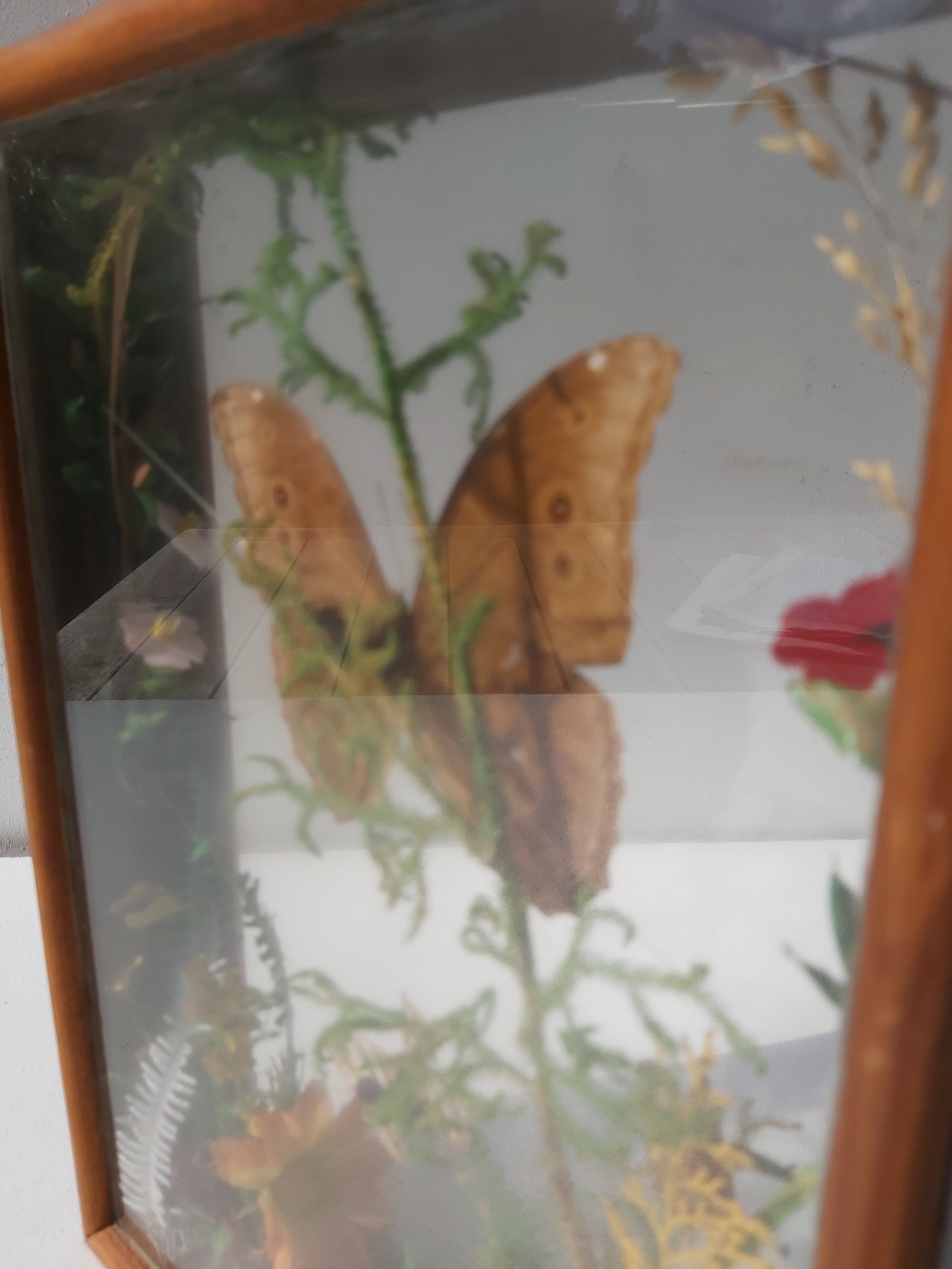Box composition butterfly wood and glass