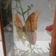 Box composition butterfly wood and glass