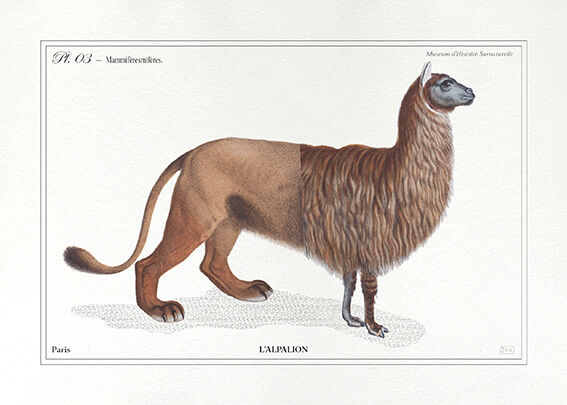 Set of 3 chimera lithograph animal engraving