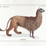 Set of 3 chimera lithograph animal engraving