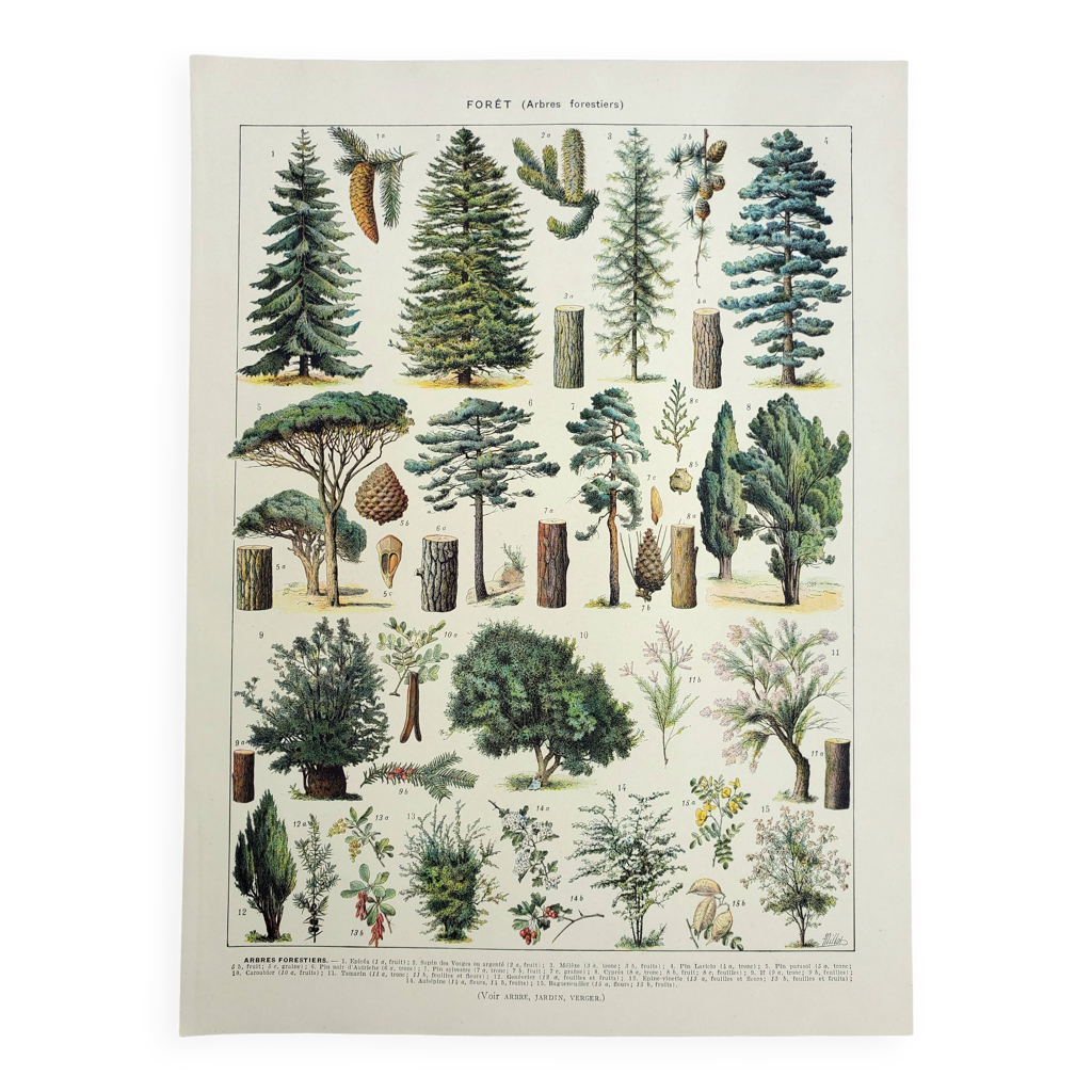 Très Belle Gravure Arbre Feuillage Feuille Delacroix Art Ancien
