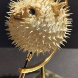 Cabinet of Curiosities naturalized fish diodon holocanthus with display