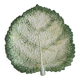 Cabbage leaf plate Barbotine