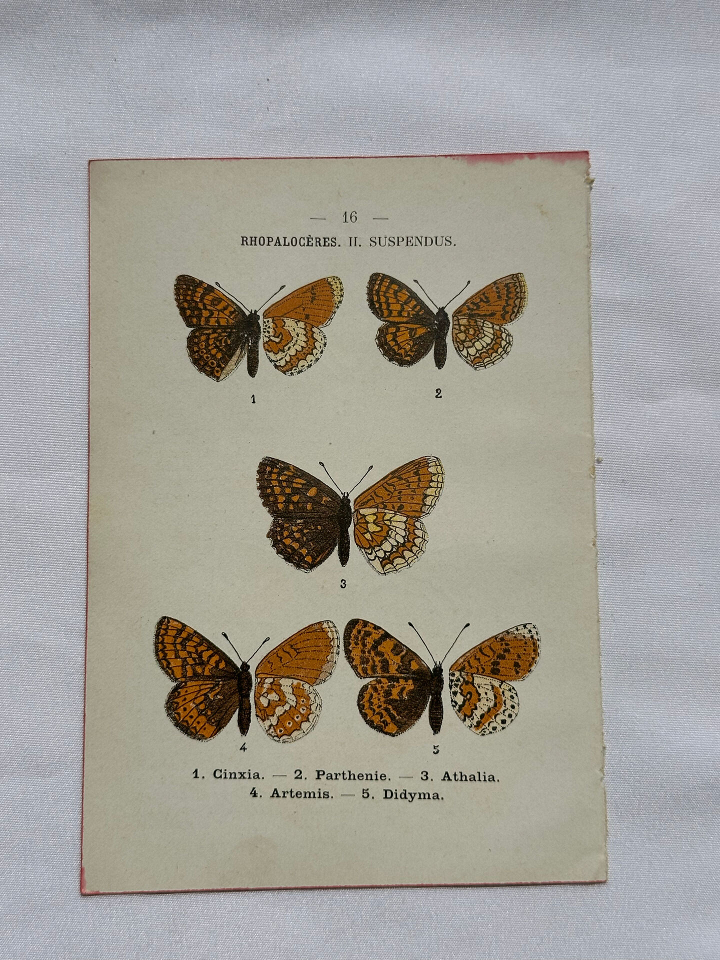 Botanical engraving double-sided butterflies naturalist plate etching