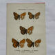 Botanical engraving double-sided butterflies naturalist plate etching