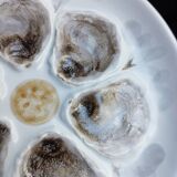 6 St Amand oyster/shellfish slushie plates, 1950s