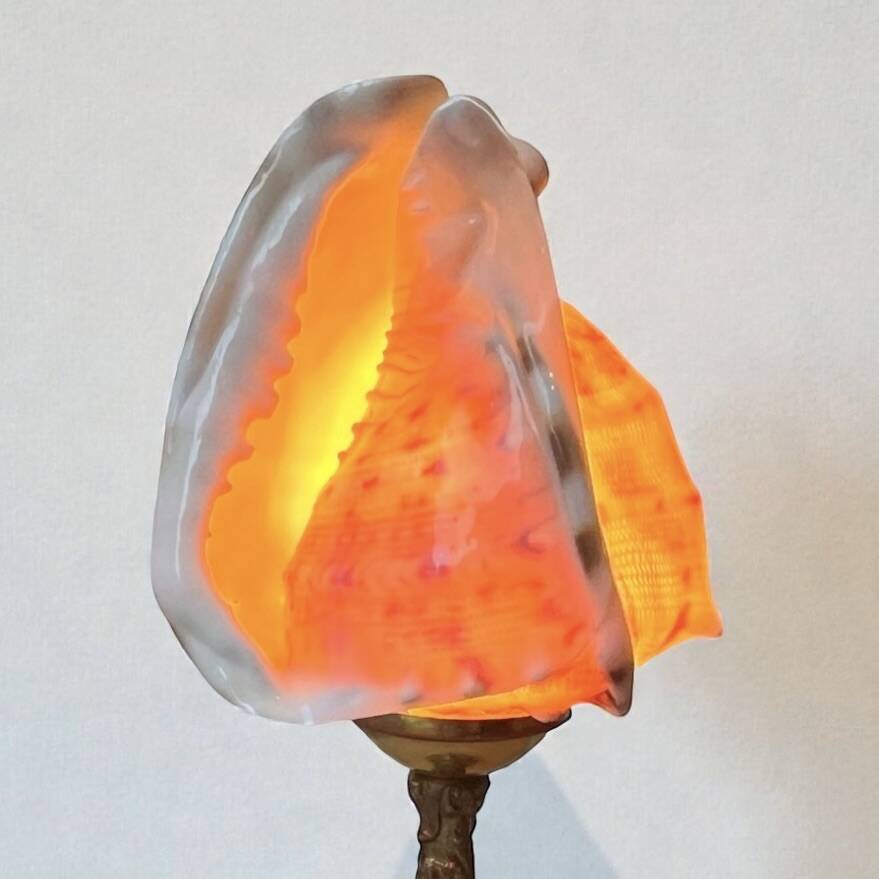 Cassis Cornuta shell lamp on a bronze base - Shell nightlight