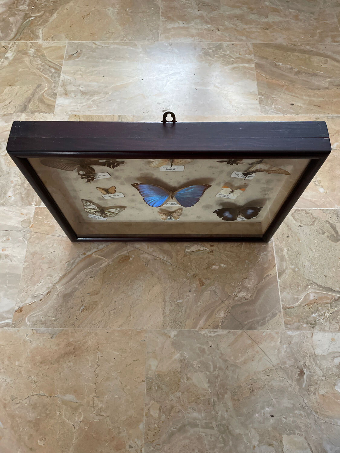 Butterfly framework naturalist entomology