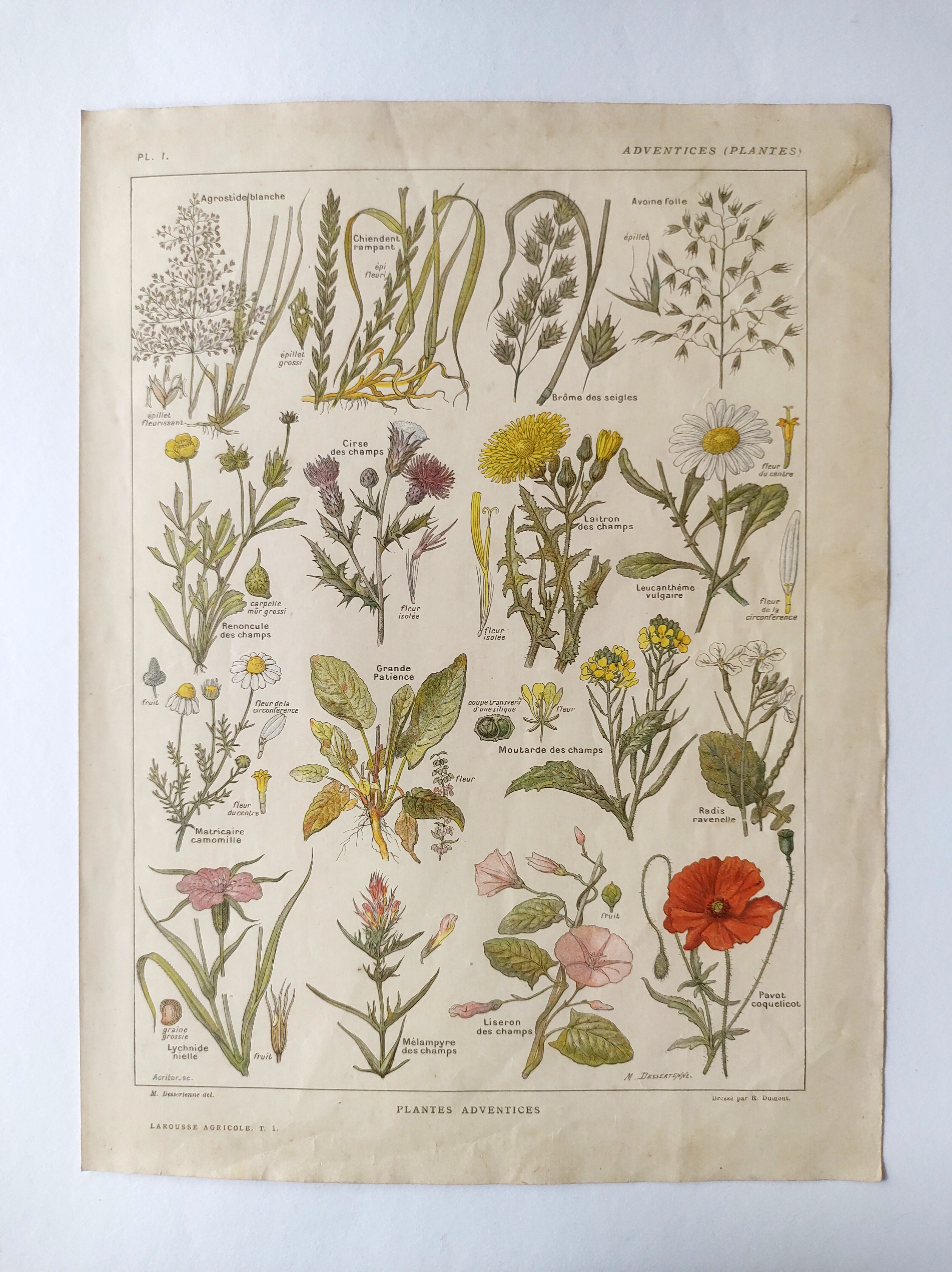 Gravure ancienne • Fleurs et "mauvaises" herbes • Affiche originale de 1922