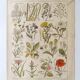 Gravure ancienne • Fleurs et "mauvaises" herbes • Affiche originale de 1922