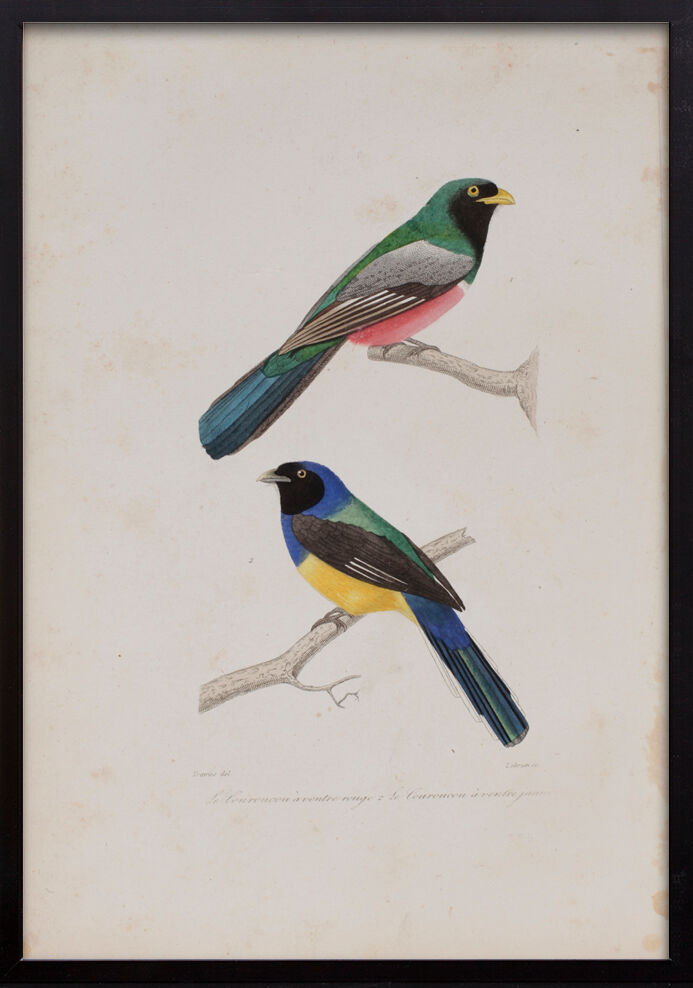 Lithography engraving vintage birds - Buffon 1850