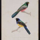 Lithography engraving vintage birds - Buffon 1850