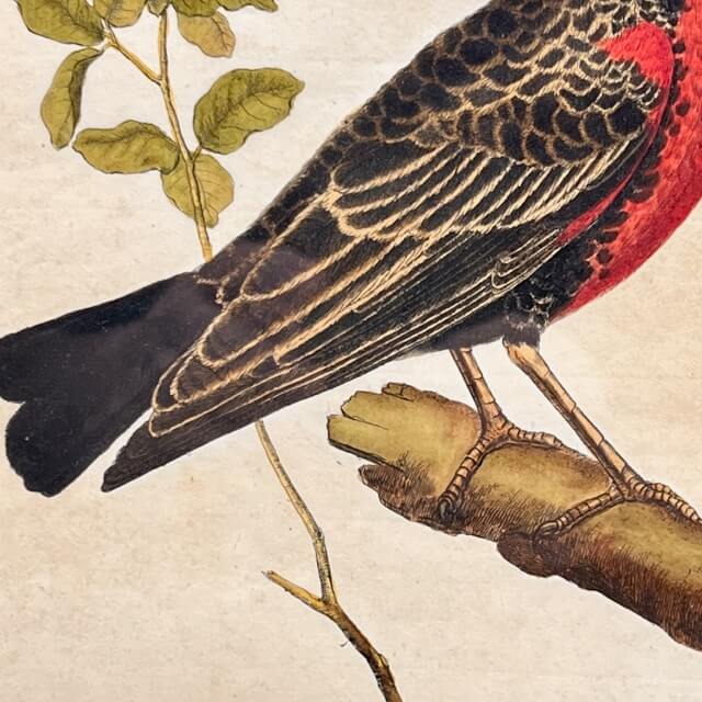 Starling engraving of the Magellanic lands